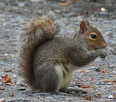 Swirls and Squirrels Mike Phillips