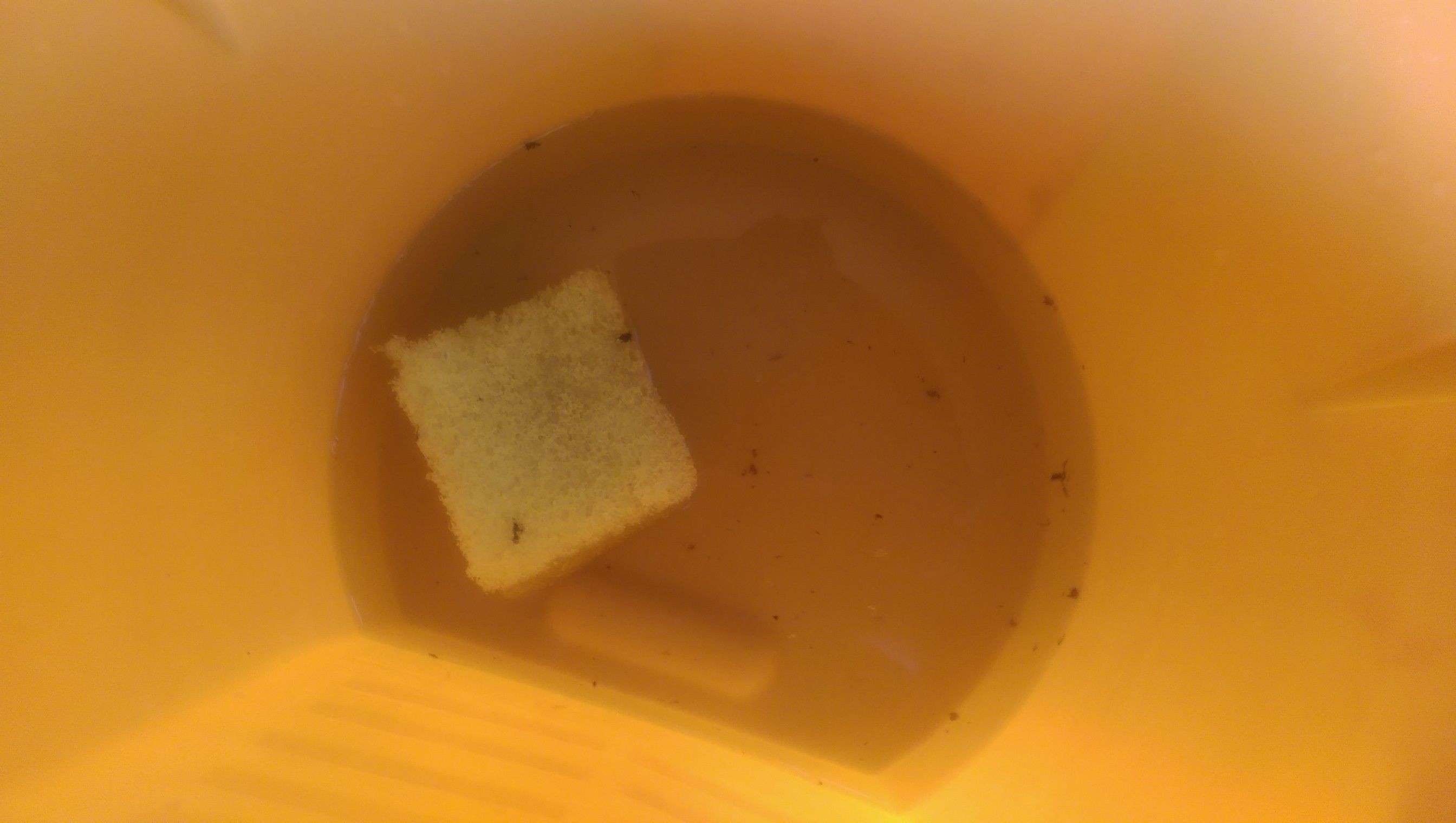 tn_bucket_o_bugs