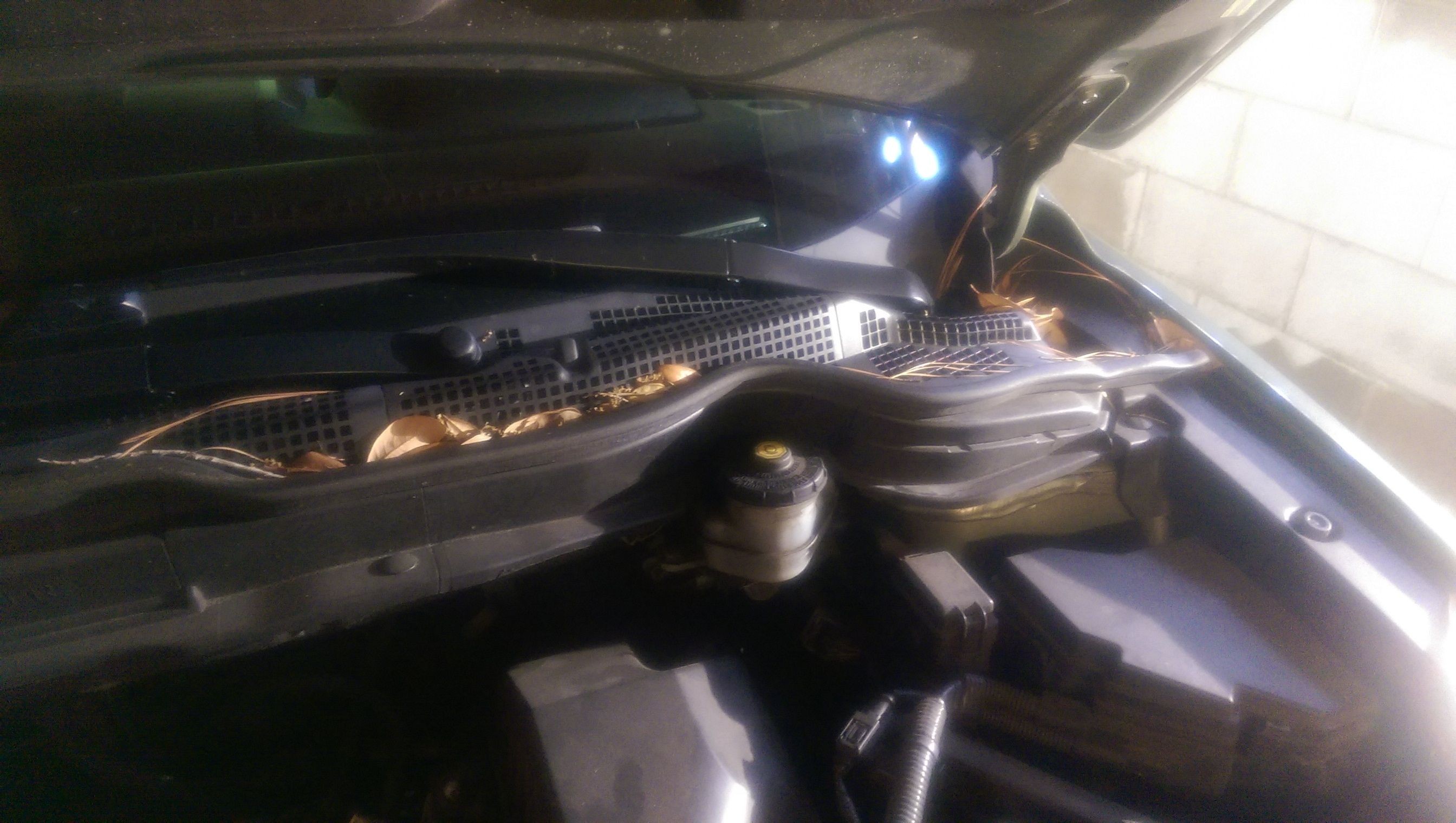 tn_leaves_under_hood