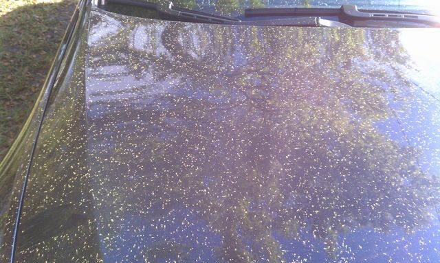 tn_pollen2