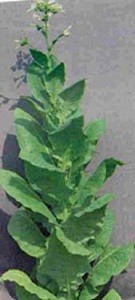 tobaccoplant3