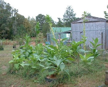tobaccoplants
