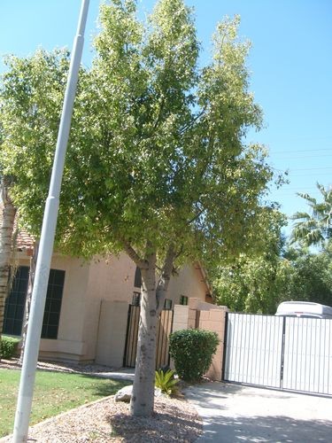 Tree 2