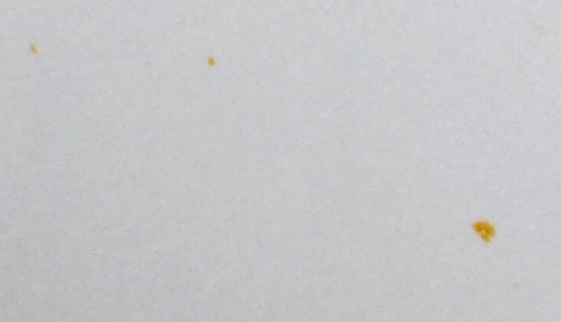 Tree Sap Stain on Lexus car paint autogeek