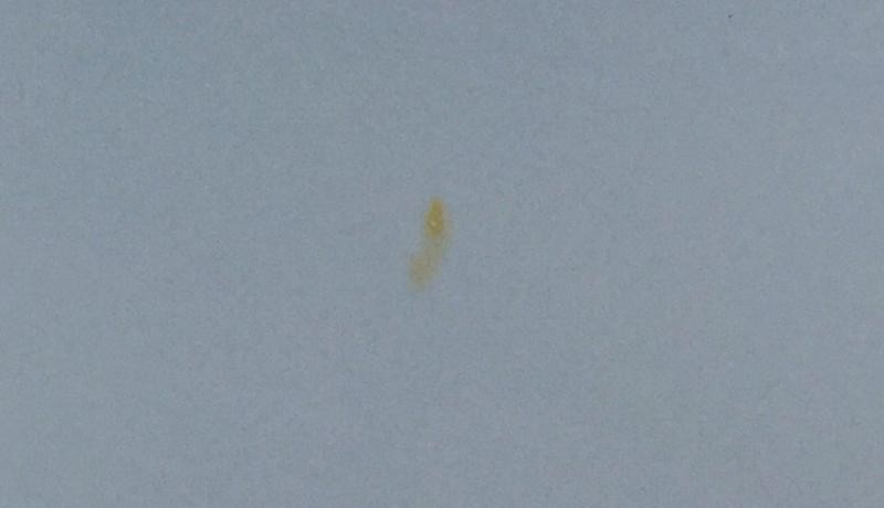 Tree Sap Stain on Lexus car paint autogeek