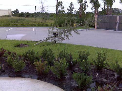 trees1