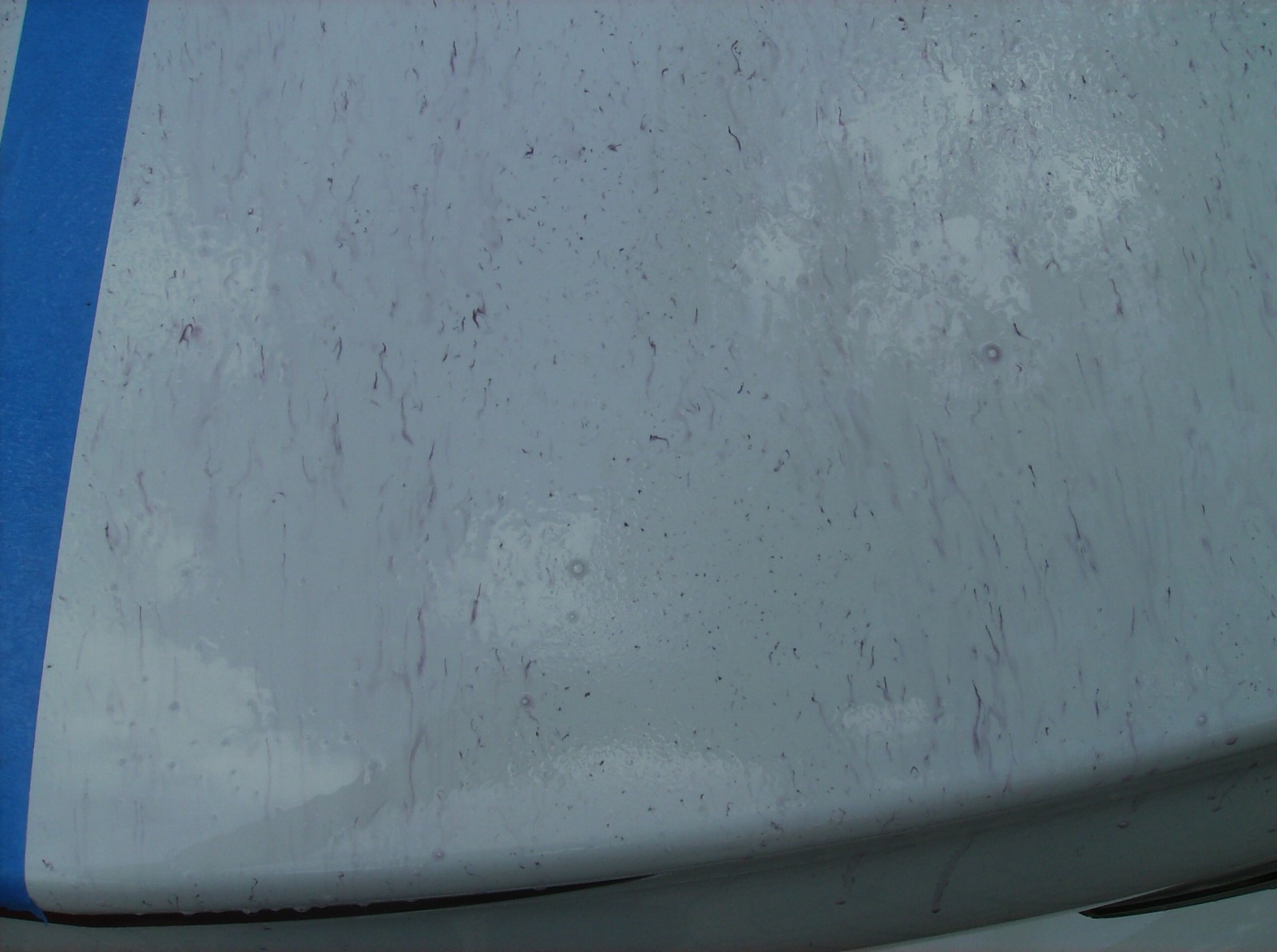 Trunk_nothing