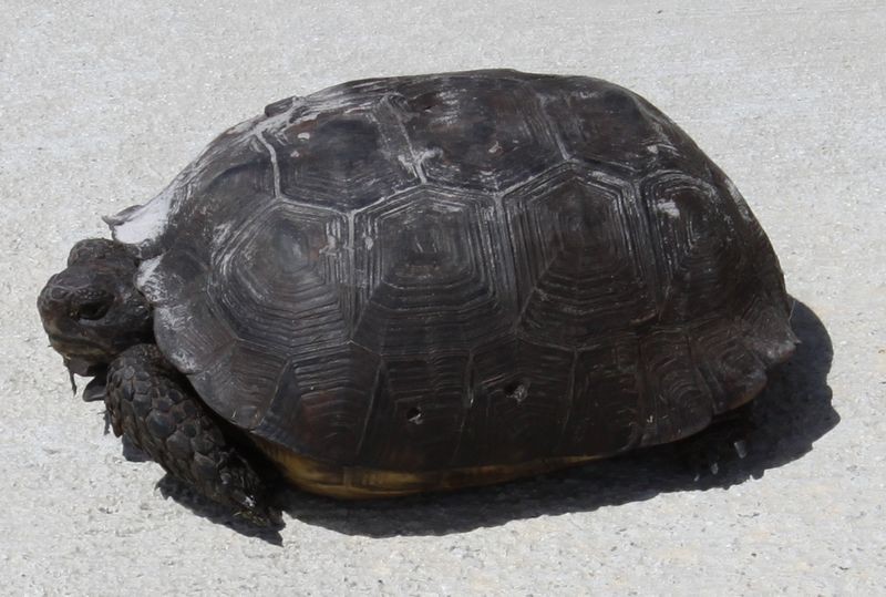 Turtle Wax