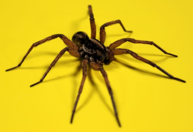 Unwanted Visitor