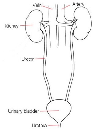 UrinarySystem
