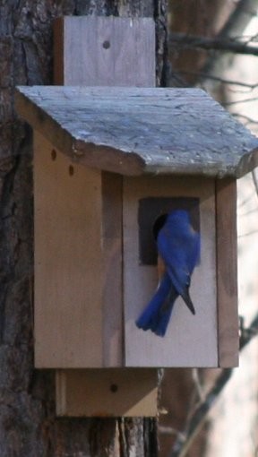 Water Spots - Bird at house