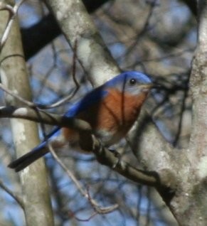 Water Spots - Bird in Tree