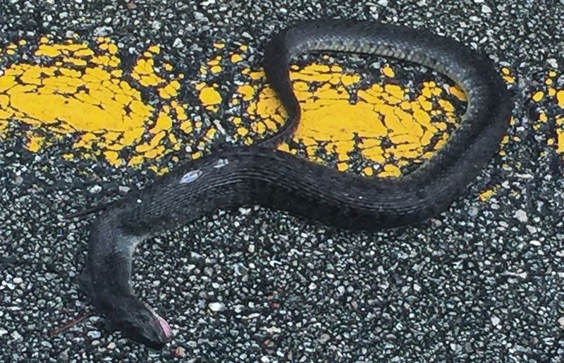 Water_Moccasin