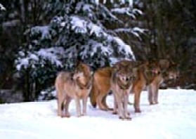 wolves