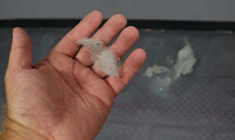 Wool_Dust_Bunnies_1